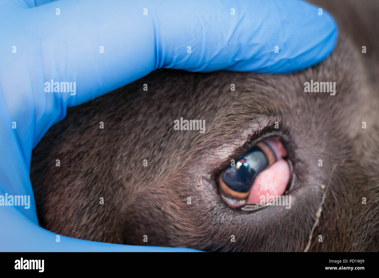 Cane corso con ,,cherry occhio', preparato per la chirurgia da vet Foto Stock