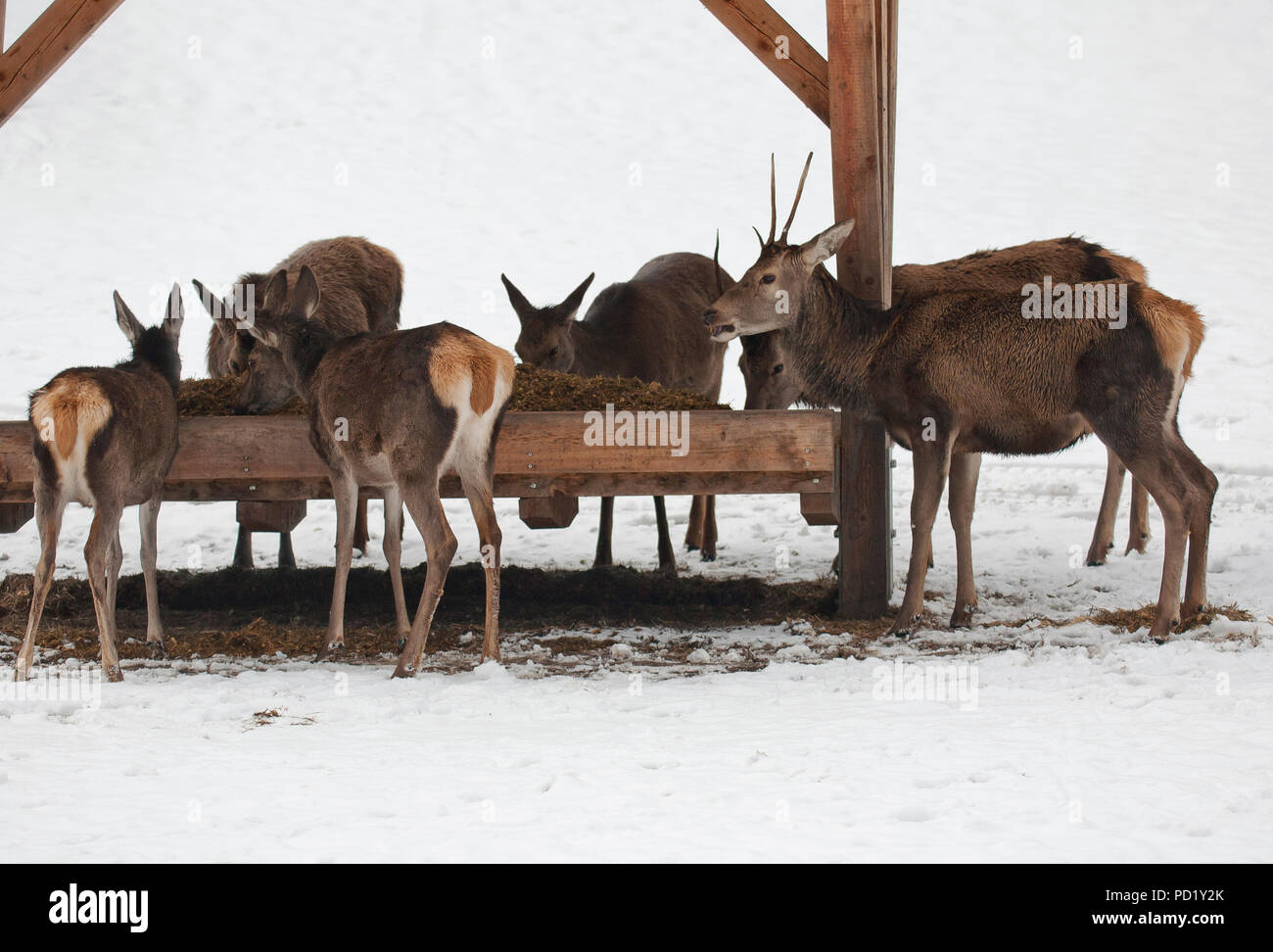 Il cervo alla stazione di alimentazione, alimentazione selvatici in inverno, Alta Baviera, Baviera, Germania Foto Stock