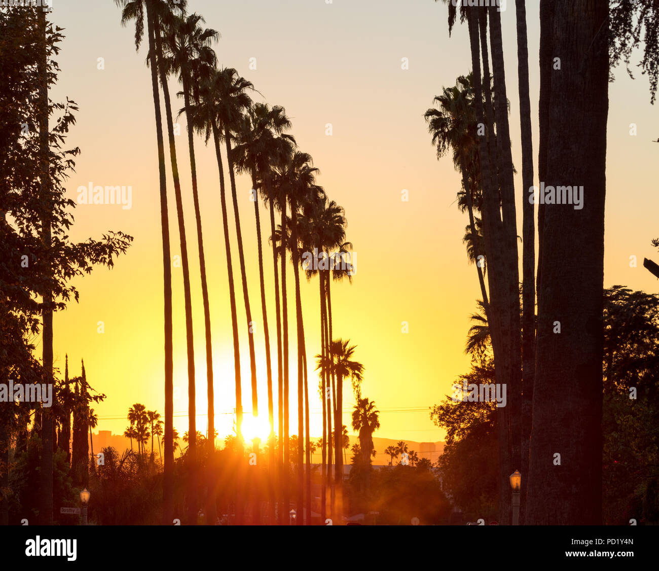 Palme al tramonto Foto Stock
