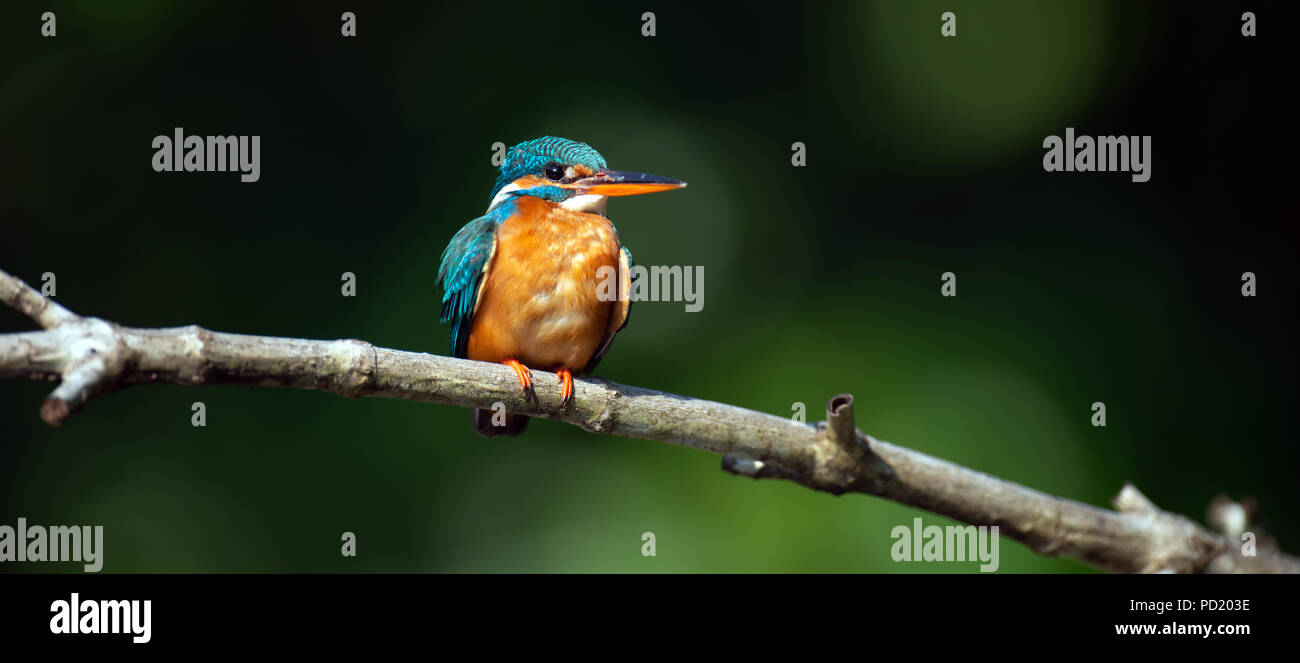 Bella Blu Kingfisher uccello su di un ramo Foto Stock