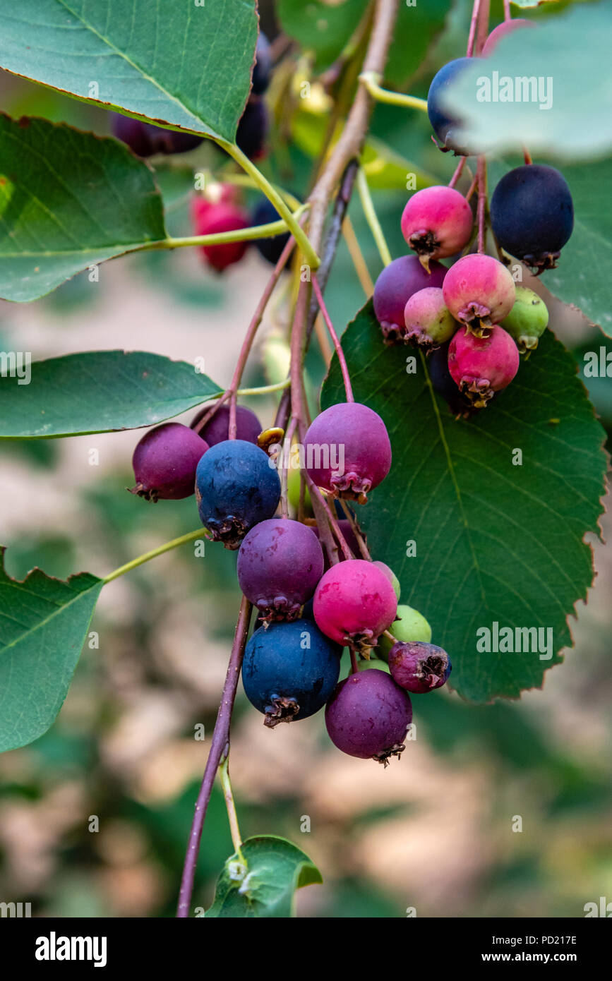 Maturazione Sarvisberries in Colville National Forest Foto Stock