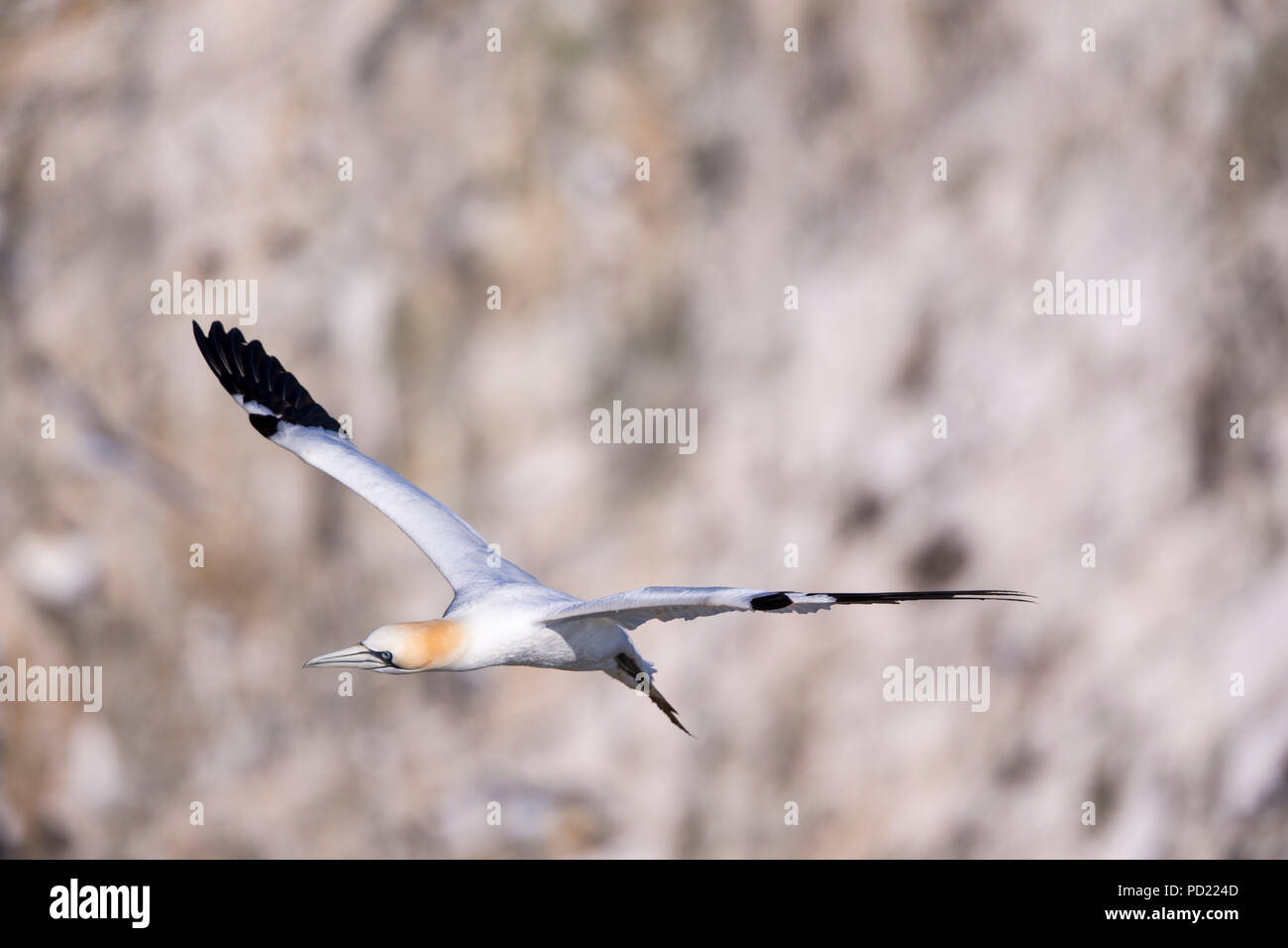 Gannet Foto Stock