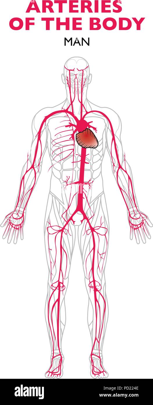 Le arterie del corpo umano, anatomia. Una arteria è un vaso sanguigno che porta via il sangue dal cuore a tutte le parti del corpo Illustrazione Vettoriale