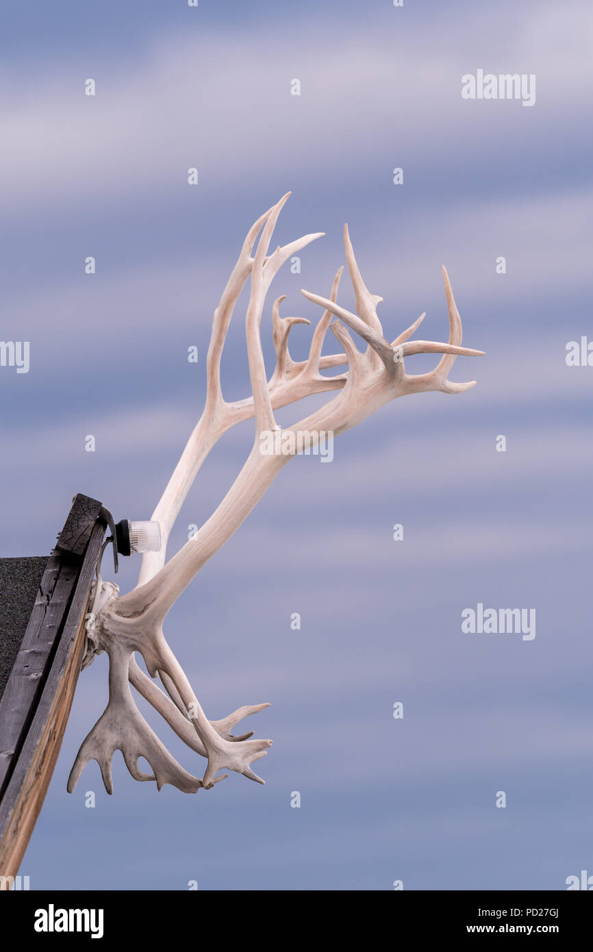 Le corna di renna decorano il picco della cabina di un trapezio a Svalbard, Norvegia. Foto Stock