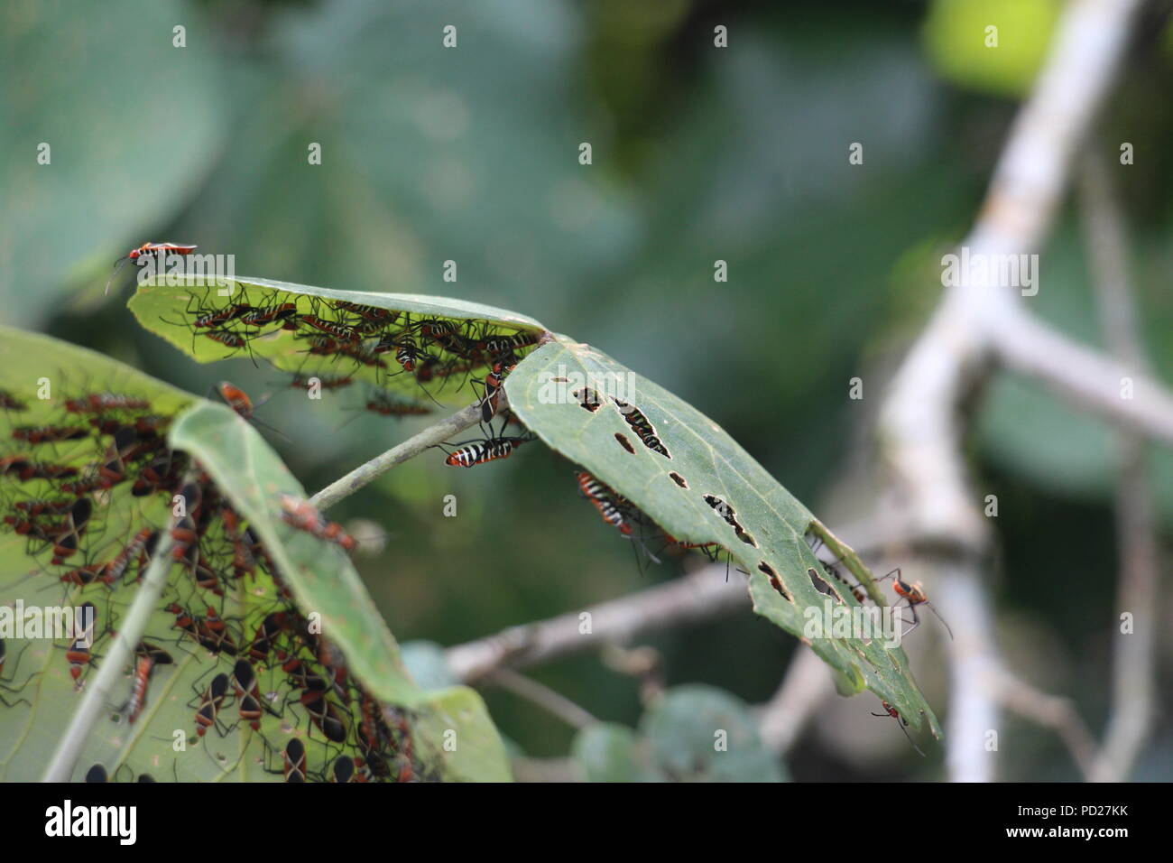 Il cotone Stainer Bug Foto Stock