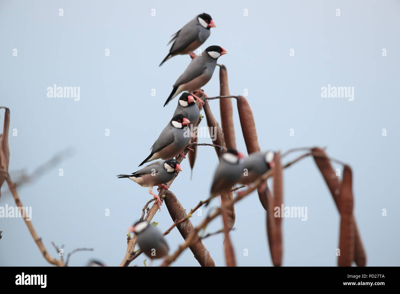 Java Sparrow Big Island delle Hawaii Foto Stock