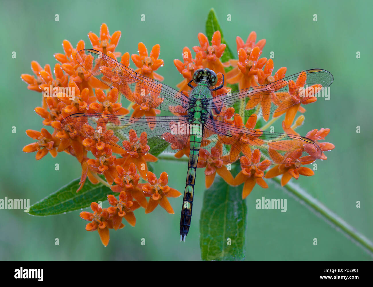 Eastern Pondhawk Skimmer (Erythemis simplicicollis) che poggia su Butterfly Milkweed (Asclepias turberosa), e USA, di Skip Moody/Dembinsky Photo Assoc Foto Stock