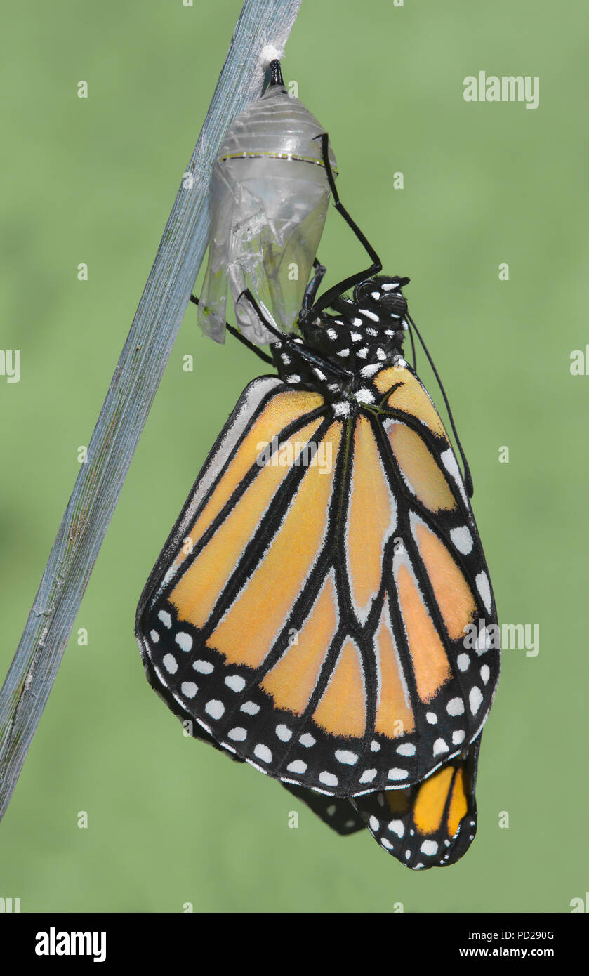 Farfalla monarca adulto (Danaus plexippus), appena emersa dalla crisalide, Nord America, da saltare Moody/Dembinsky Foto Assoc Foto Stock