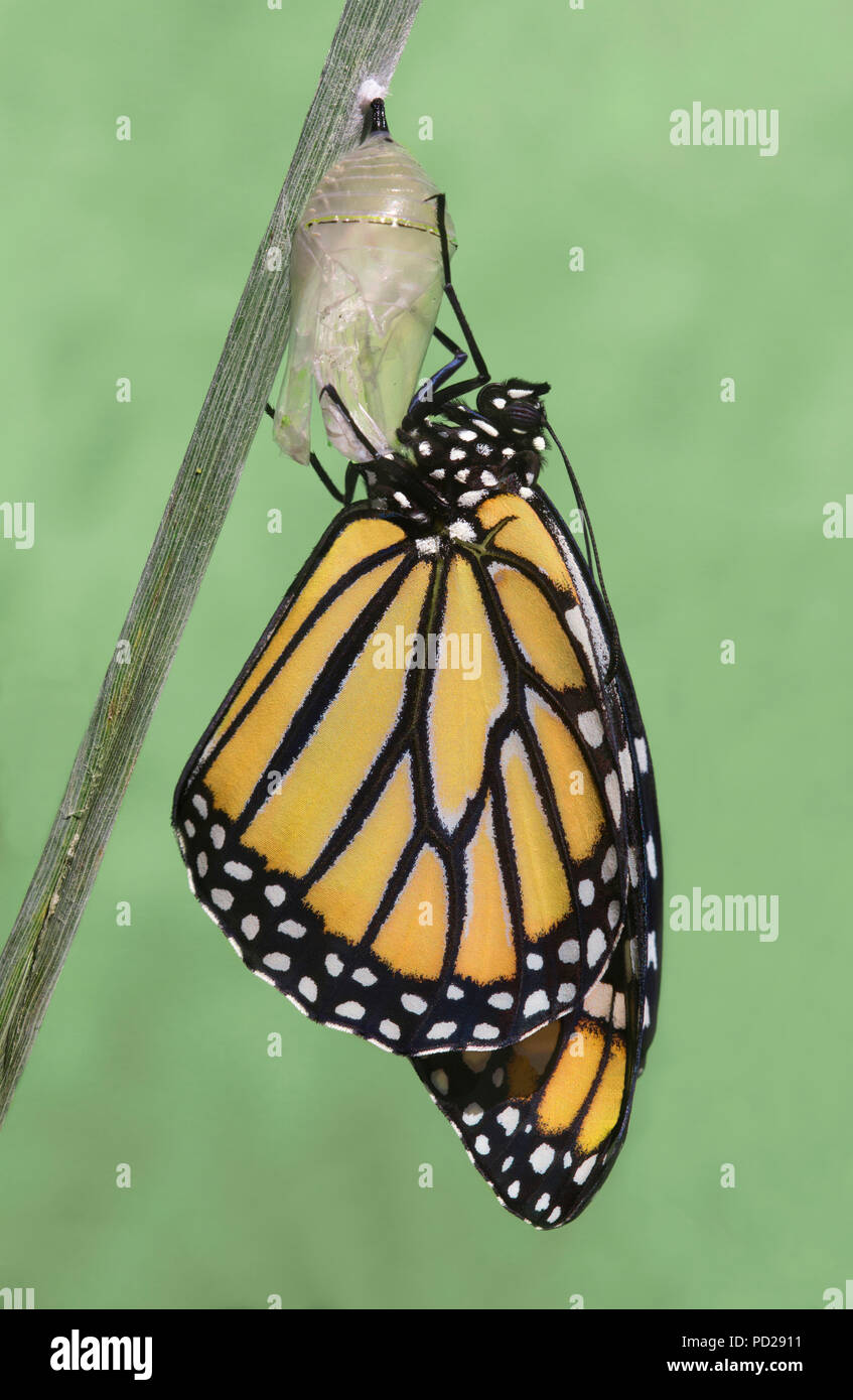 Farfalla monarca adulto (Danaus plexippus), appena emersa dalla crisalide, Nord America, da saltare Moody/Dembinsky Foto Assoc Foto Stock