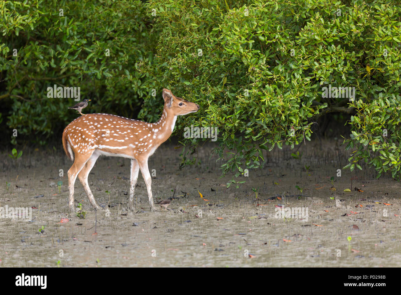 Avvistato cervi o asse Asse o Cheetal nelle mangrovie di Sunderbans National Park, West Bengal, India Foto Stock