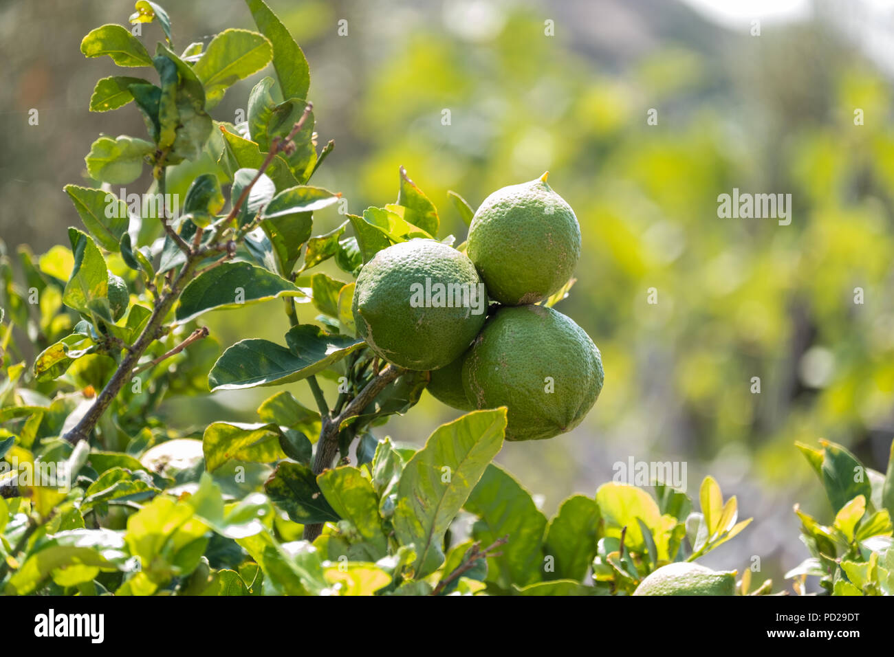 Limoni verde prima della maturazione, Citrus limon (L.) Osbeck, dalla pianta flowering Famiglia Rutacee, ora venduto in Tesco, Saronida, Grecia. Foto Stock