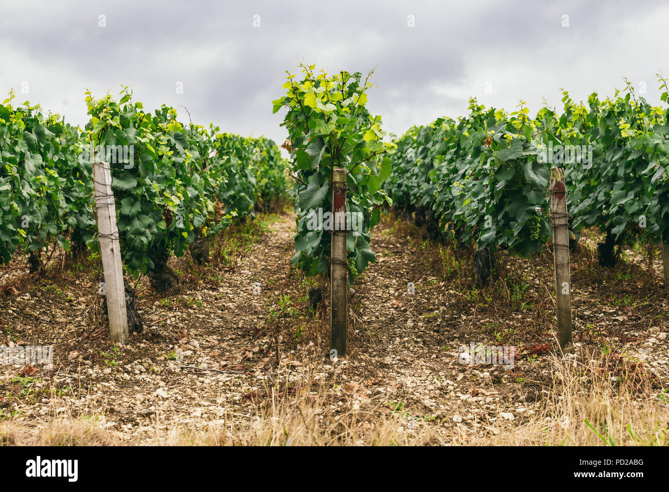 L'uva cresce in righe nel campo, Francia, la regione vinicola di Chablis Foto Stock