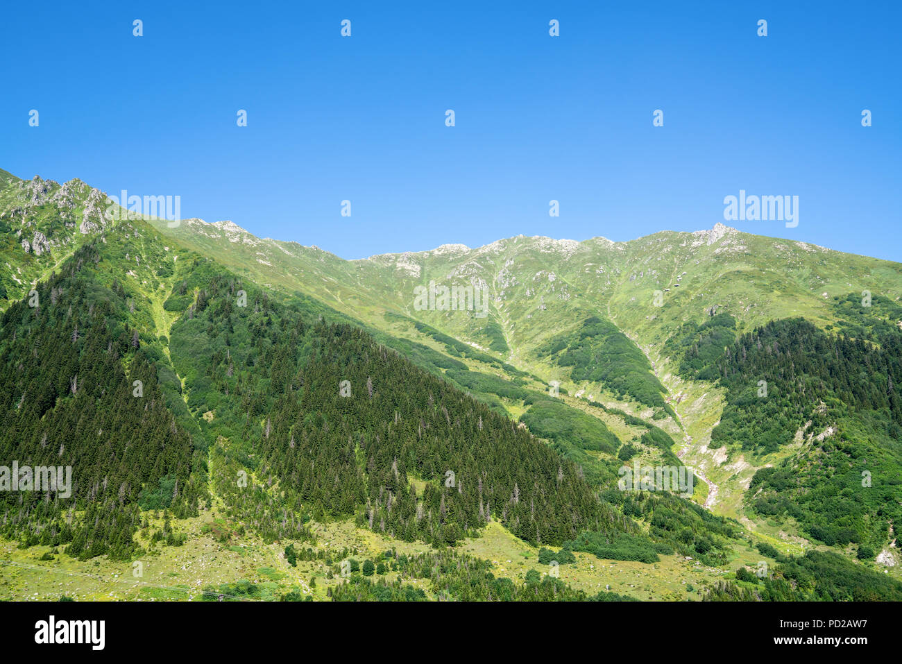 Kackar montagne con il verde paesaggio forestale a Rize,Turchia Foto Stock
