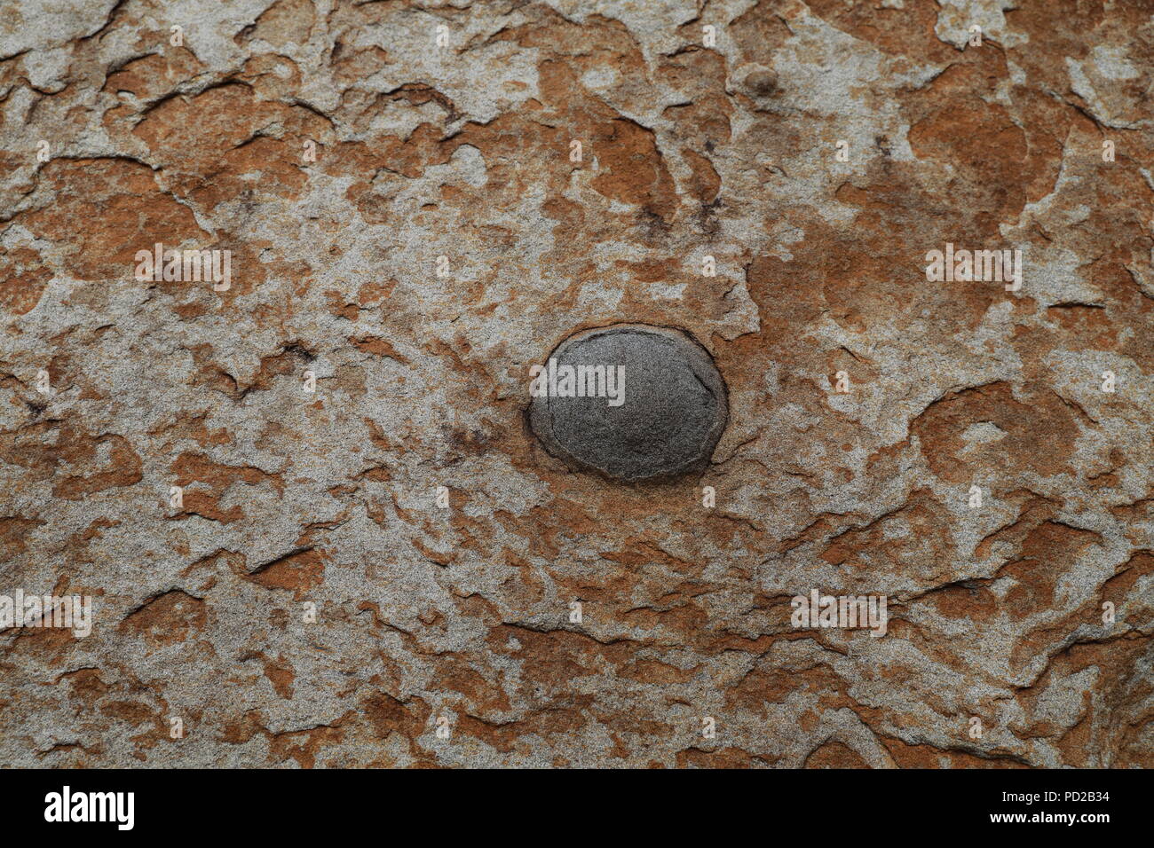Botanical Beach,dettaglio nella roccia, l'isola di Vancouver, British Columbia, Canada. Foto Stock