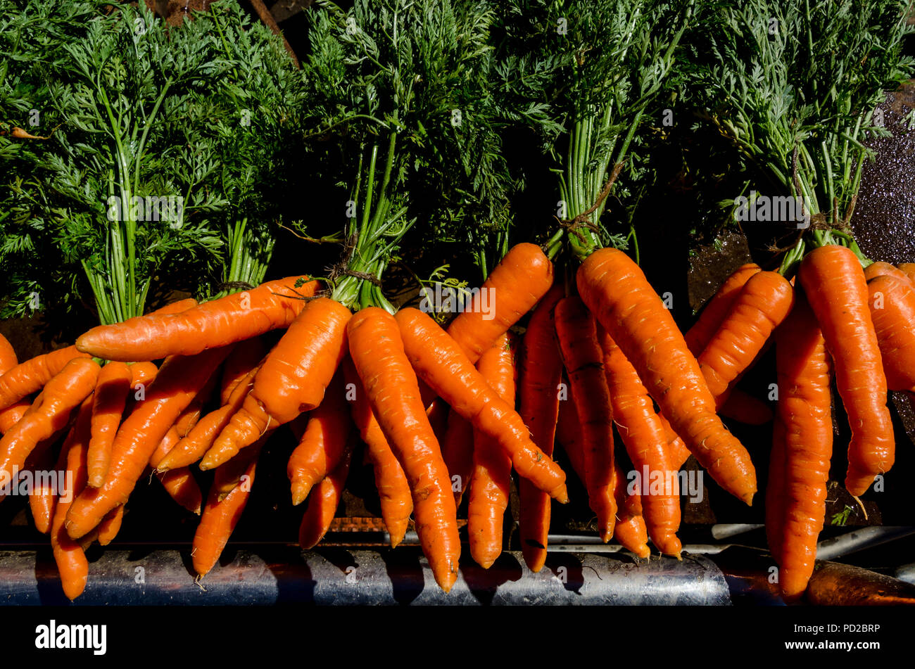 Telaio completo colpo di fattoria fresco, arancio brillante carote mantenuta per vendita a Ooty, Tamil Nadu, India Foto Stock