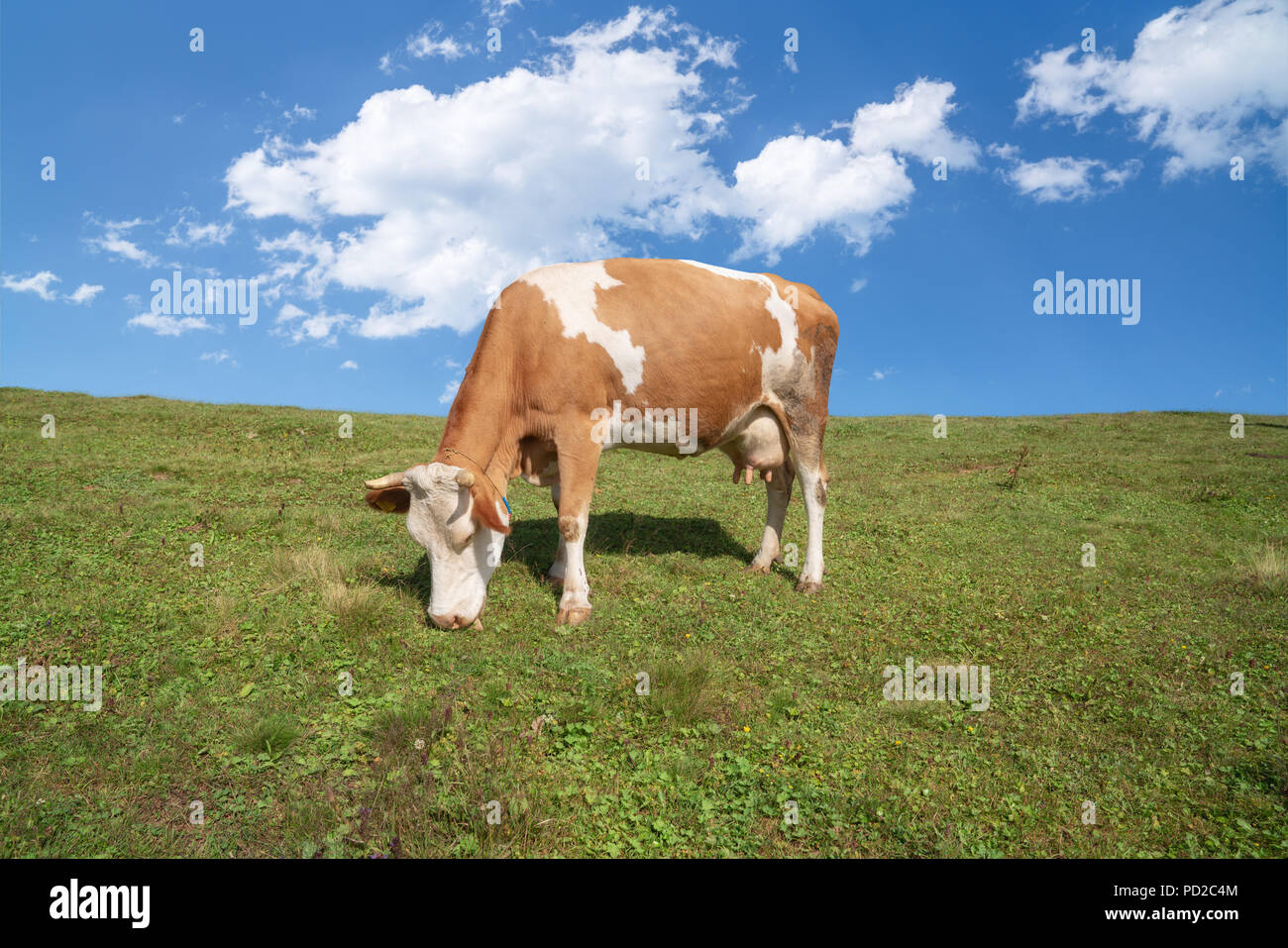Marrone e bianco vacche su un bel verde prato alpino in Austria. Le montagne sullo sfondo. Le mucche in pascolo Foto Stock