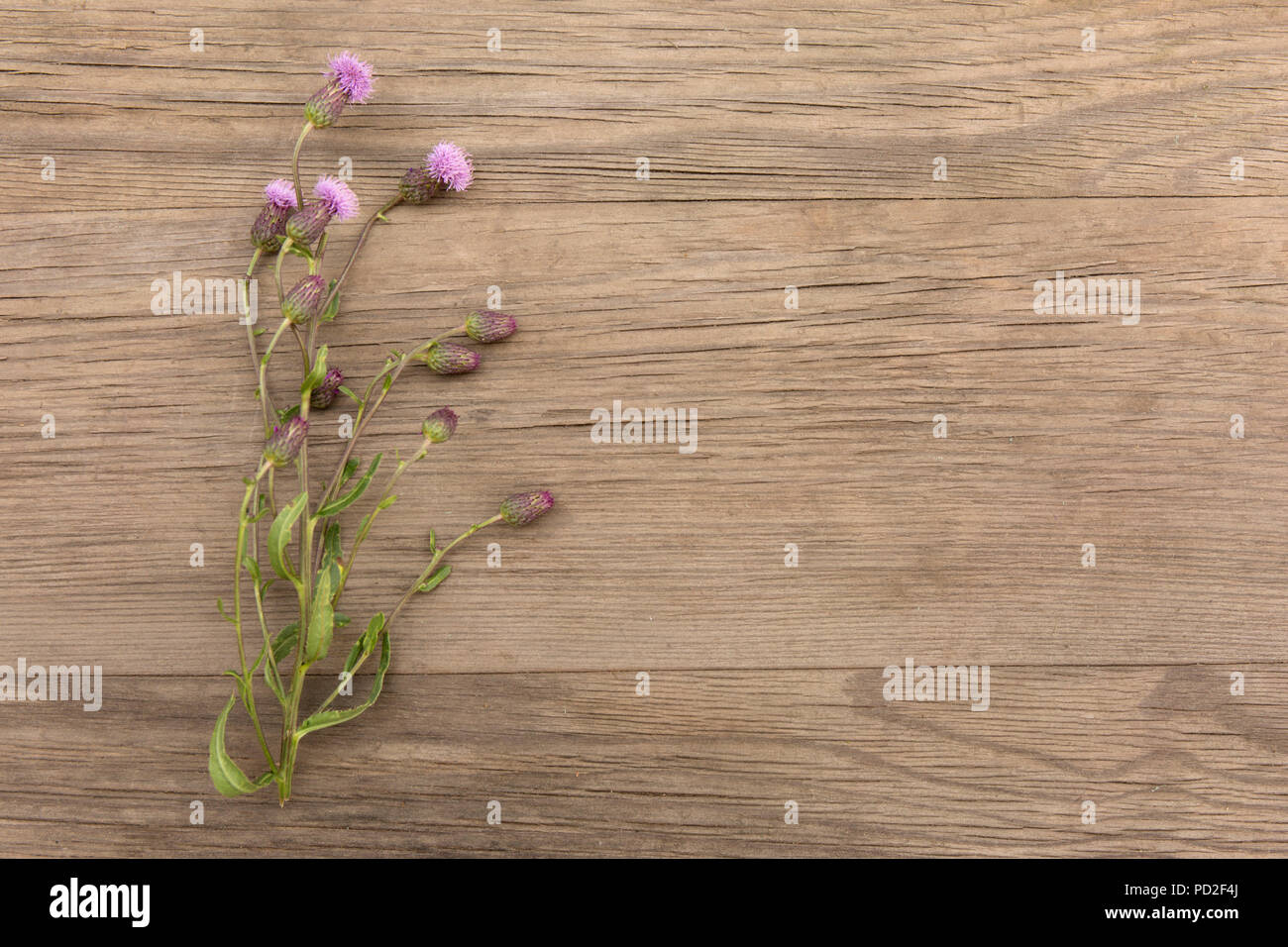 Viola fiori selvaggi sul vecchio grunge sfondo di legno. Vista dall'alto. In stile minimalista mockup. Foto Stock