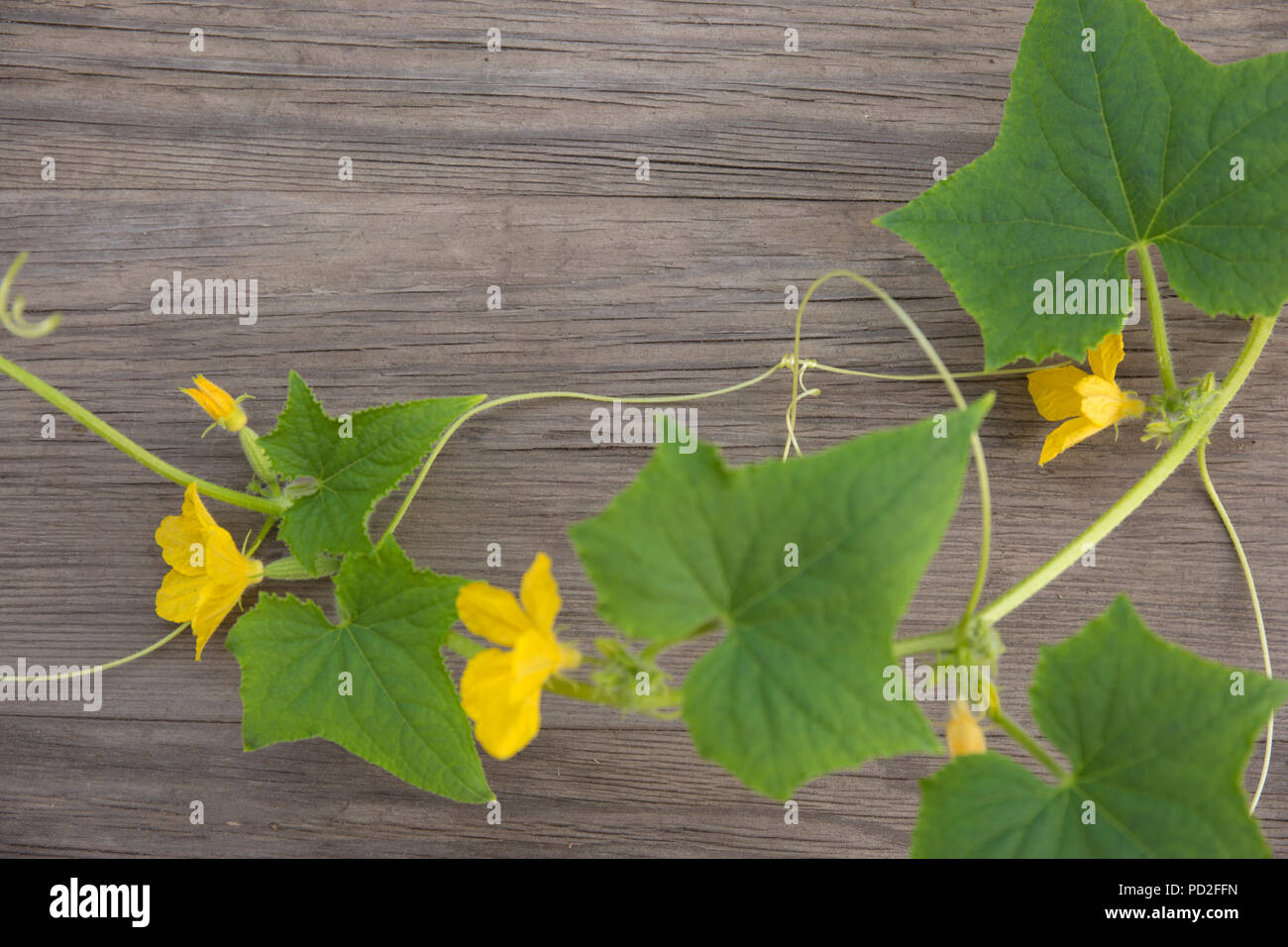 Il cetriolo fiori sul vecchio grunge sfondo di legno. Vista dall'alto. In stile minimalista mockup. Foto Stock