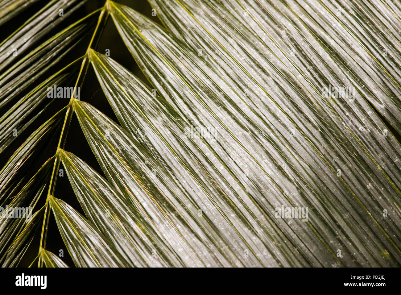 Di foglie di palma dettagli in cloudforest de La Amistad national park, Chiriqui provincia, Repubblica di Panama. Foto Stock