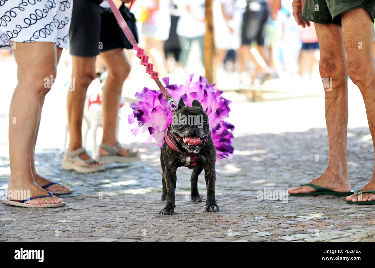 Strada di carnevale, Brasile - 31 Gennaio 2016: un simpatico cane vestito in un costume di fantasia prende parte a Rio de Janeiro il pet parade presso la spiaggia di Copacabana Foto Stock