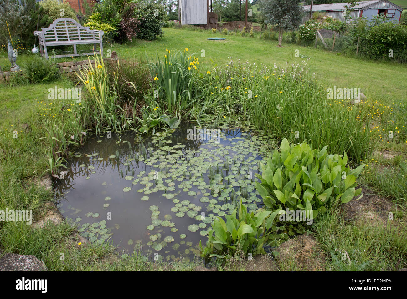 Selvatica del laghetto in giardino con varietà di piante acquatiche Costwolds REGNO UNITO Foto Stock