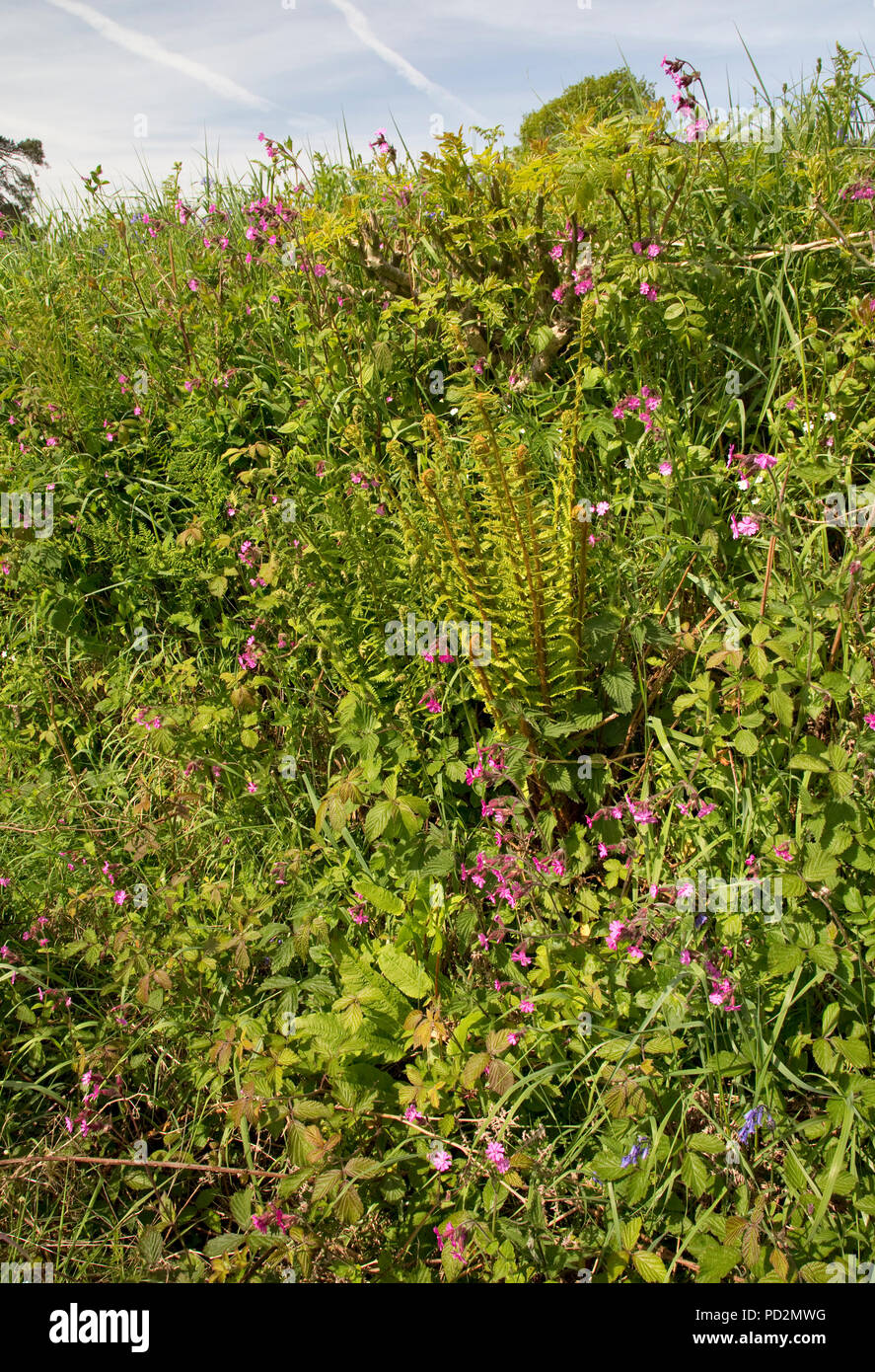 Devon hedge banca con grande varietà di fiori selvatici specie REGNO UNITO Foto Stock