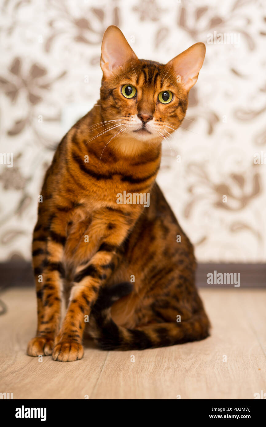 Adulto gatto bengalese seduta sul pavimento Foto Stock