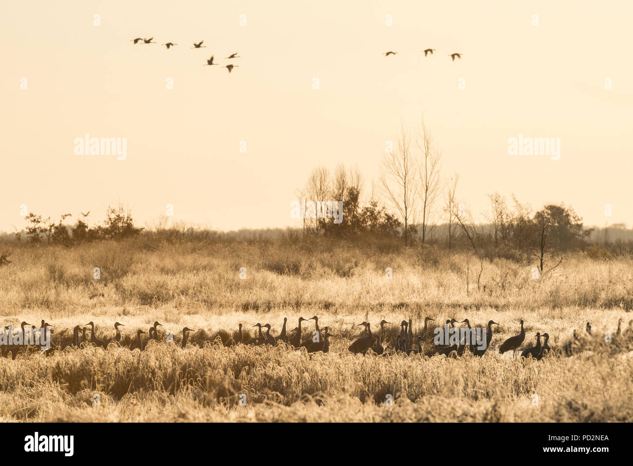 Sandhill gru (Grus canadensis) sunrise, sono ' appollaiati, Crex prati WMA, Autunno, WI, Stati Uniti d'America, di Dominique Braud/Dembinsky Foto Assoc Foto Stock