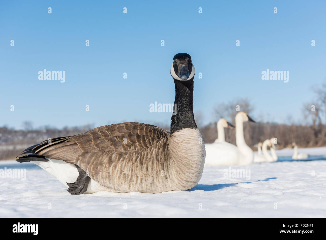 Canada Goose (Branta canadensis) e Trumpeter swans (Cygnus buccinatore), St Croix River, WI, Stati Uniti d'America, di Dominique Braud/Dembinsky Foto Assoc Foto Stock