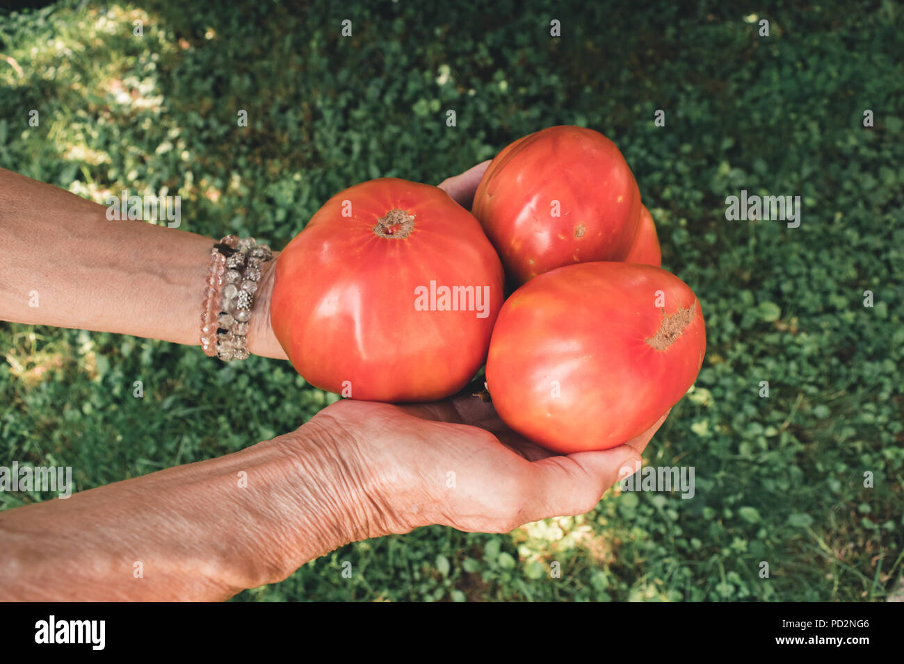 Il sambuco donna mani pomodori organico prelevato dal suo giardino di casa. Foto Stock