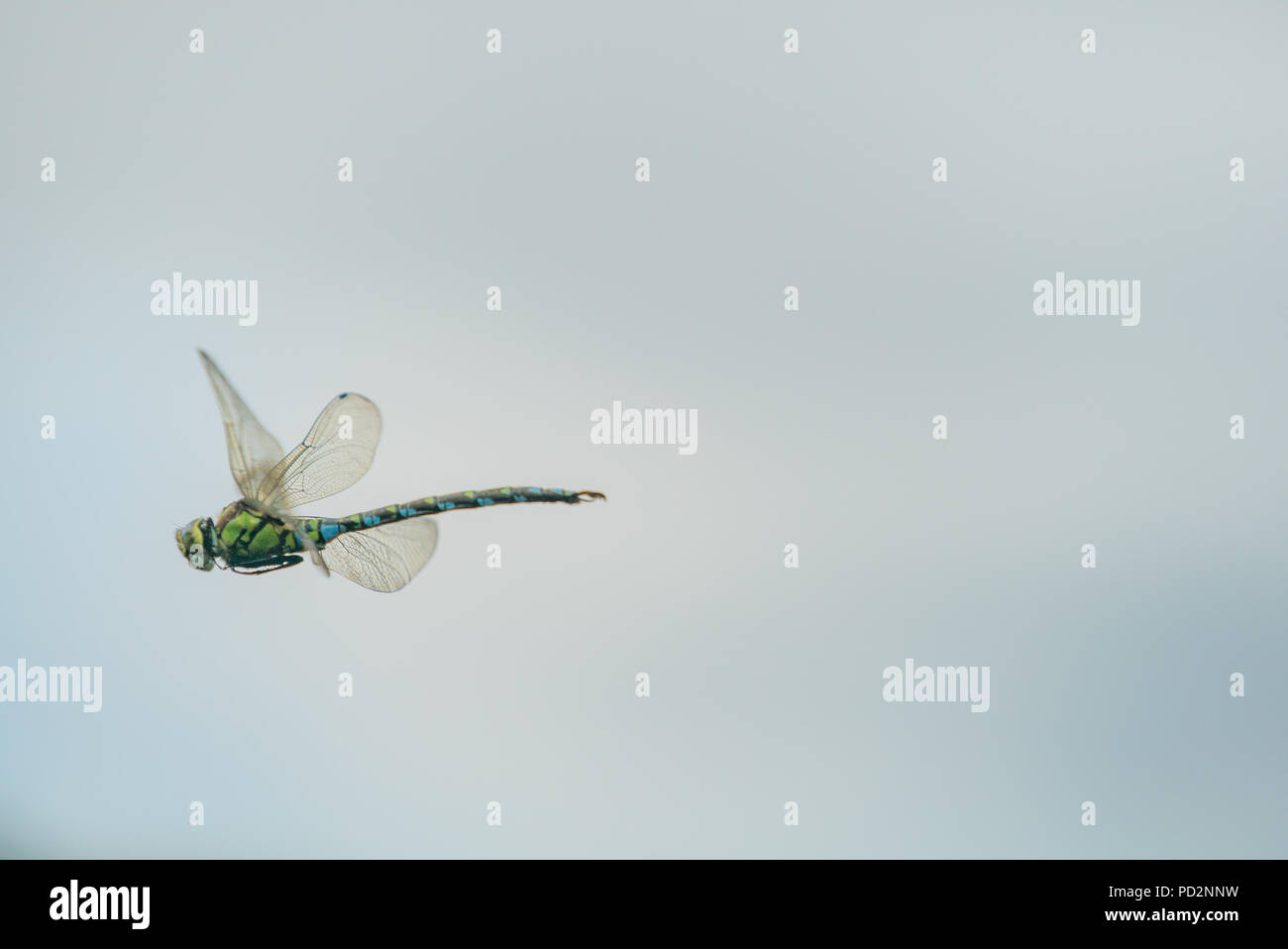 Anax Imperator [Imperatore dragonfly] in volo Foto Stock