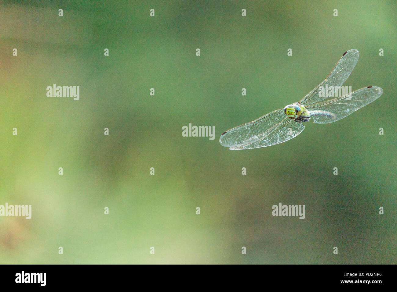 Anax Imperator [Imperatore dragonfly] in volo Foto Stock