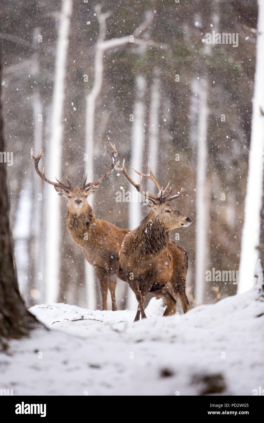 Red Deer Cervus elaphus Foto Stock