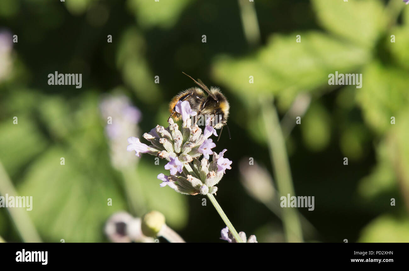 Bumble Bee su piante di lavanda in giardino inglese Foto Stock