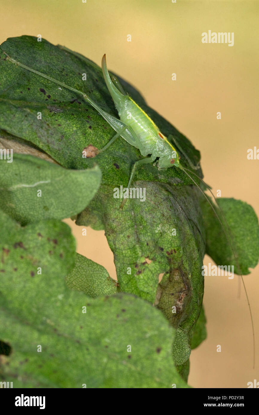 Rovere meridionale Bush-cricket (Meconema meridionale) Foto Stock