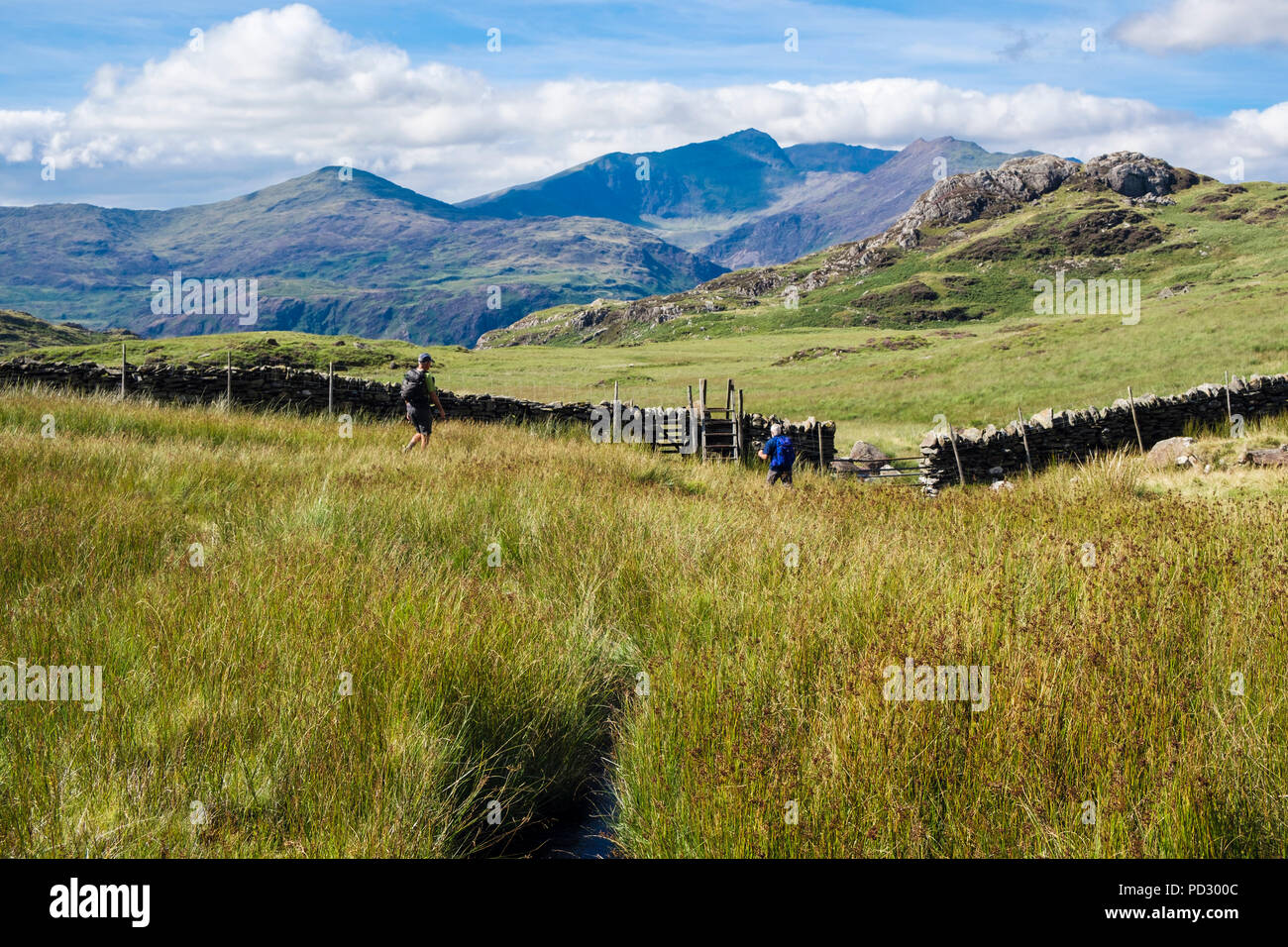 Gli escursionisti attraversa paludosi sul percorso da Cnicht a Gelli Iago con Snowdon Horseshoe sulla skyline. Nantmor Gwynedd Wales UK Gran Bretagna Foto Stock