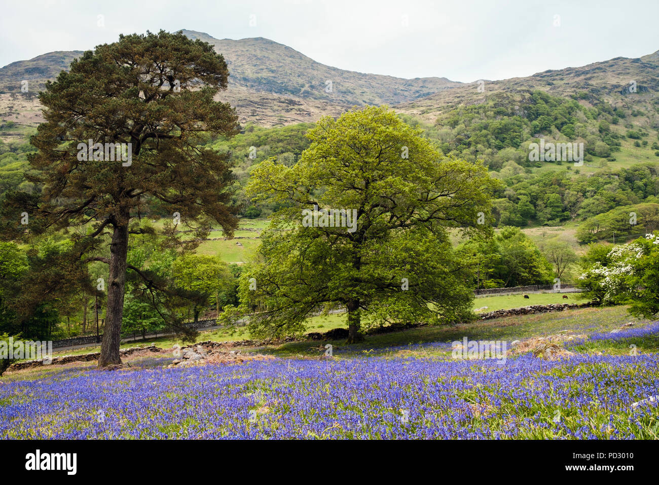 Bluebells nativo cresce su un aperto paesaggio collinare nel Parco Nazionale di Snowdonia campagna in primavera. Nantgwynant, Gwynedd, Wales, Regno Unito, Gran Bretagna Foto Stock