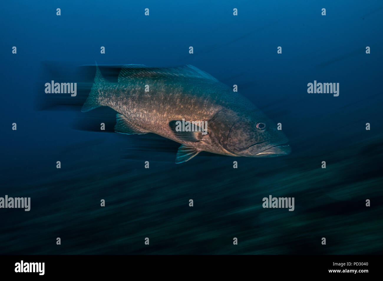 Pesce cernia, una lunga esposizione, Puntarenas, Costa Rica Foto Stock