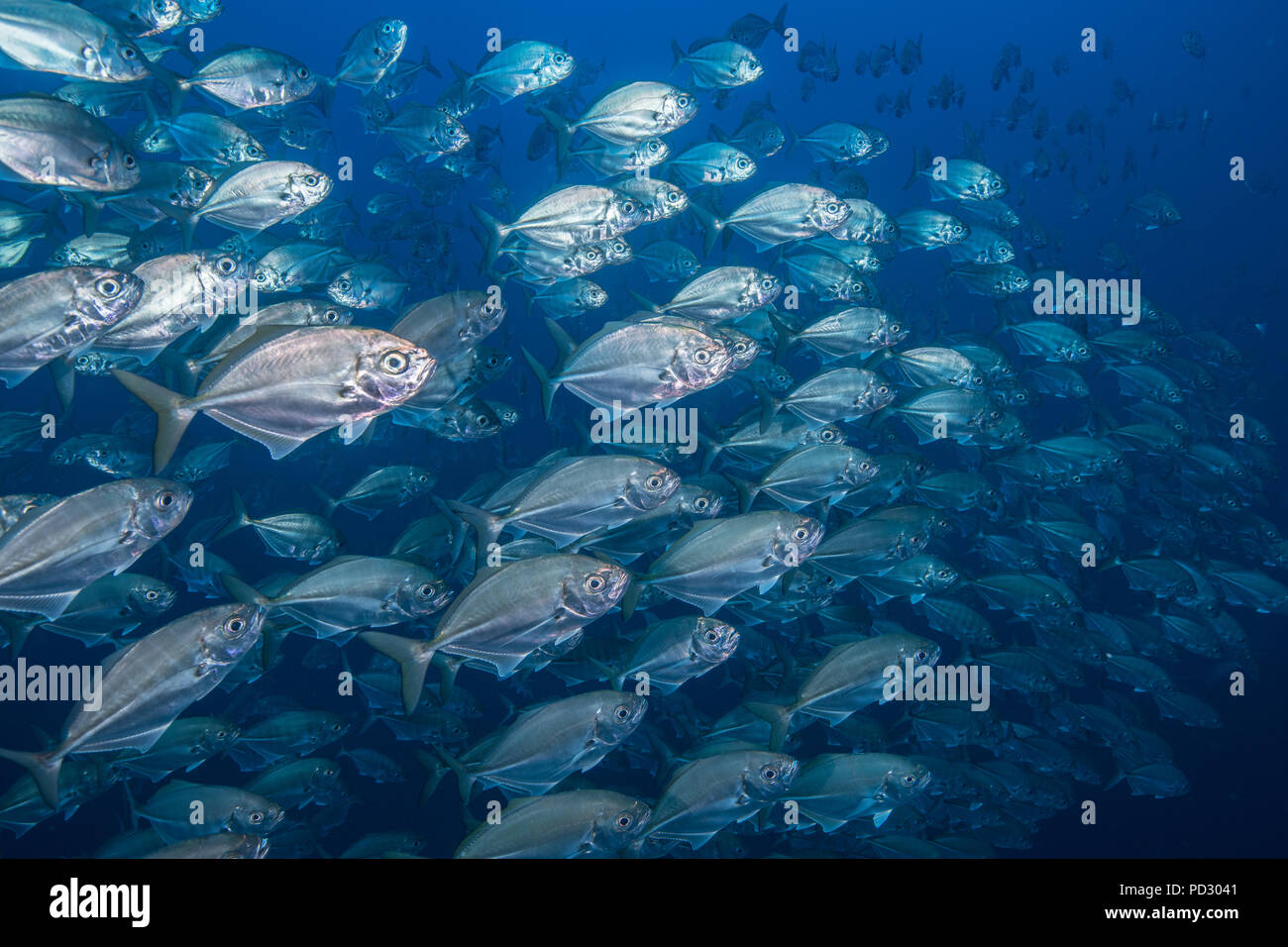 Scuola di pesce jack, Puntarenas, Costa Rica Foto Stock