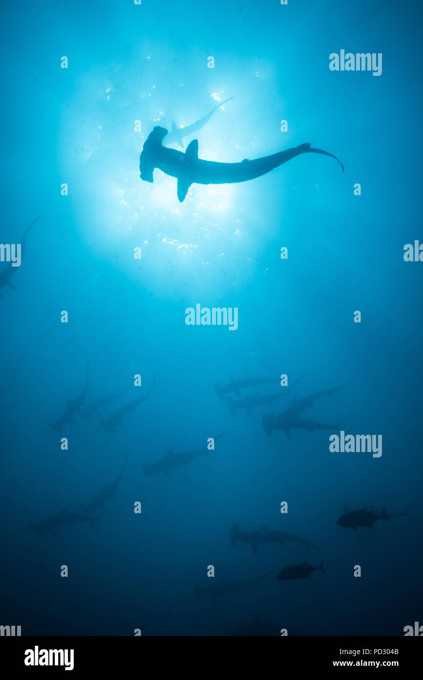 Scuola di festone hammerheads, Puntarenas, Costa Rica Foto Stock