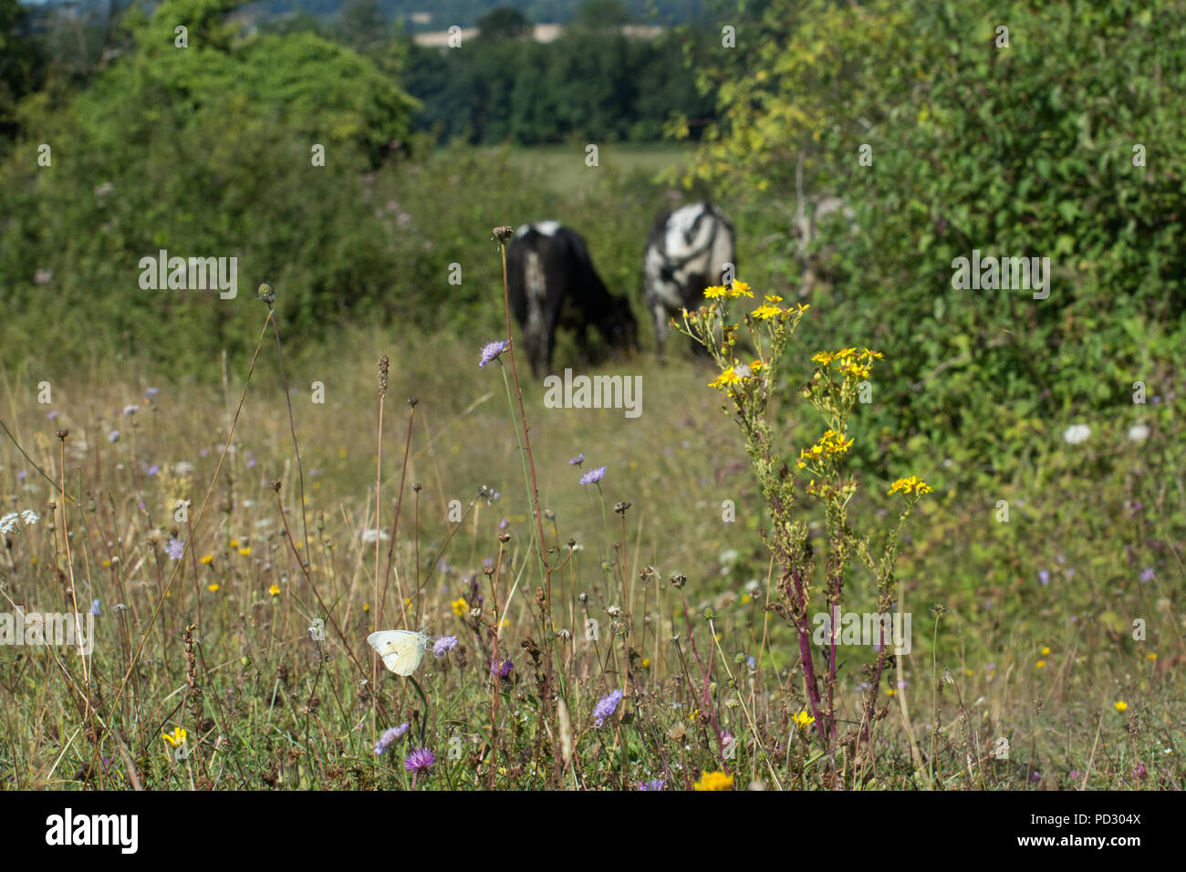 Farfalla bianca su fiori selvaggi in Chalk downland paesaggio con mucche. Il pascolo di bestiame per la conservazione della fauna selvatica e gestione degli habitat concept Foto Stock
