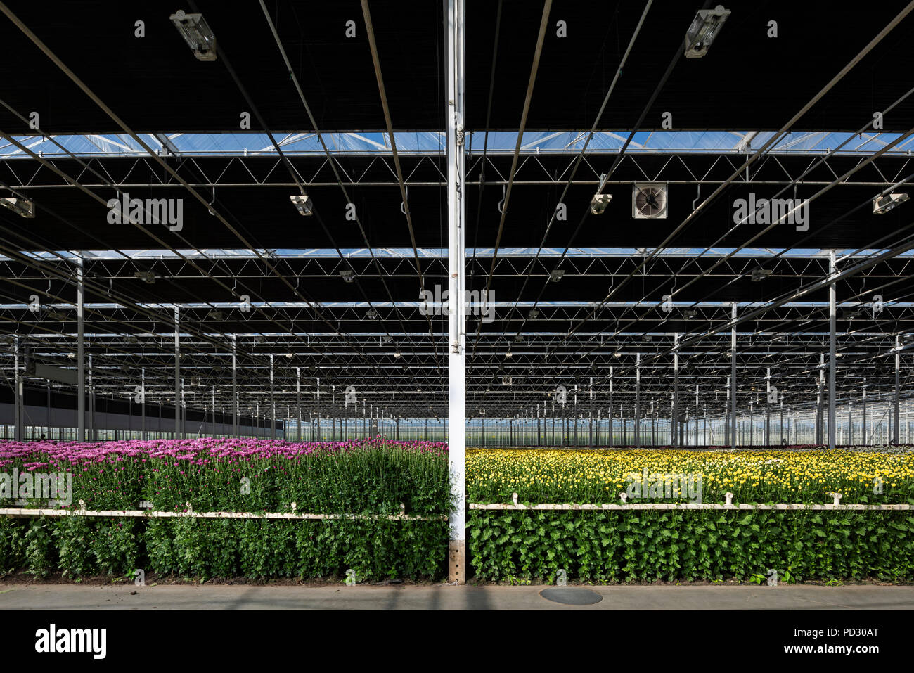 Crescente varietà di crisantemi nella moderna serra olandese, Maasdijk, Zuid-Holland, Paesi Bassi Foto Stock