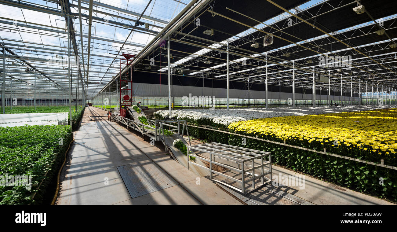 Nastro trasportatore per il Fresh cut crisantemi nella moderna serra olandese, Maasdijk, Zuid-Holland, Paesi Bassi Foto Stock