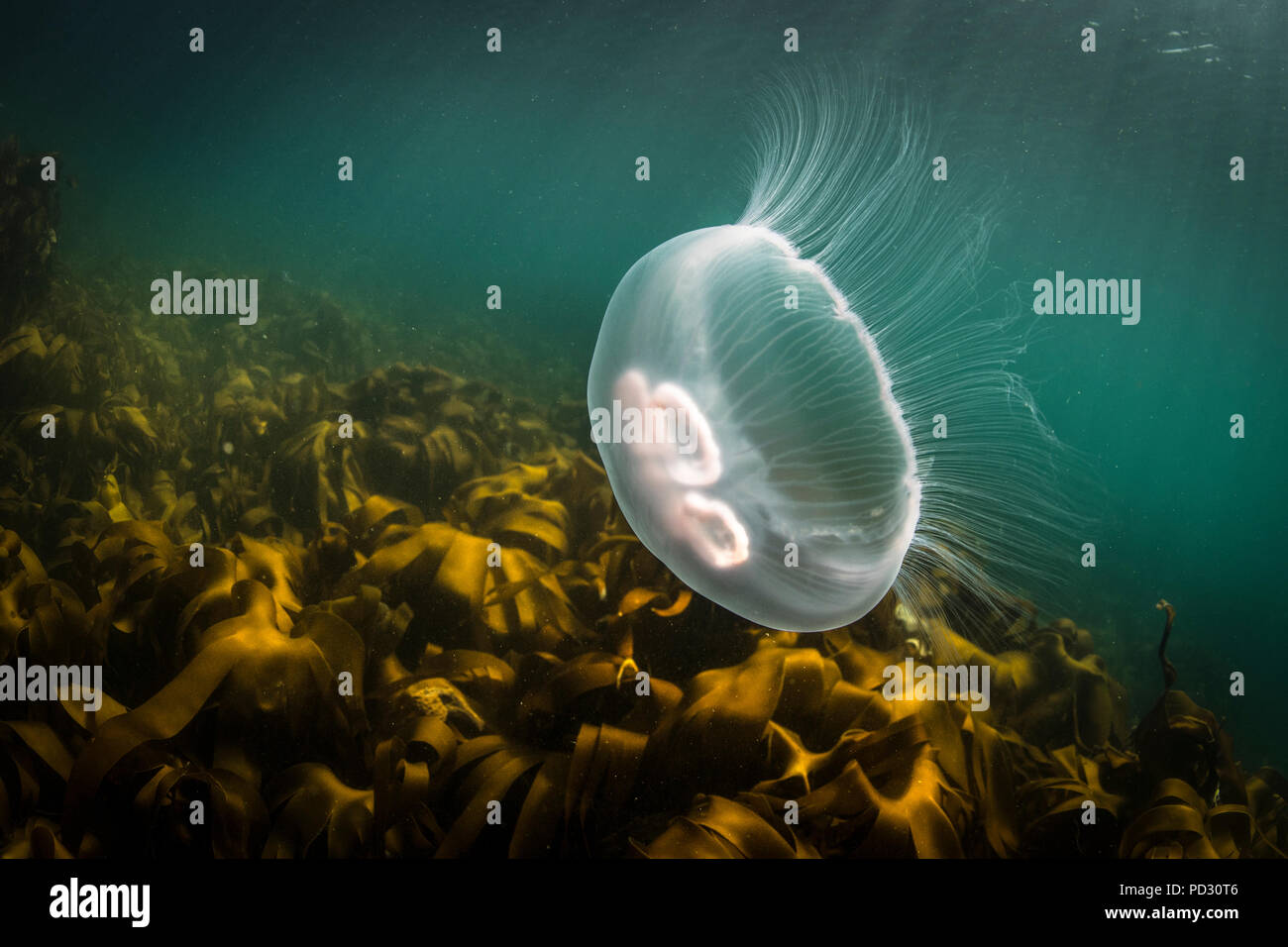 Luna medusa (Aurelia aurita), vista subacquea, Doolin, Clare, Irlanda Foto Stock