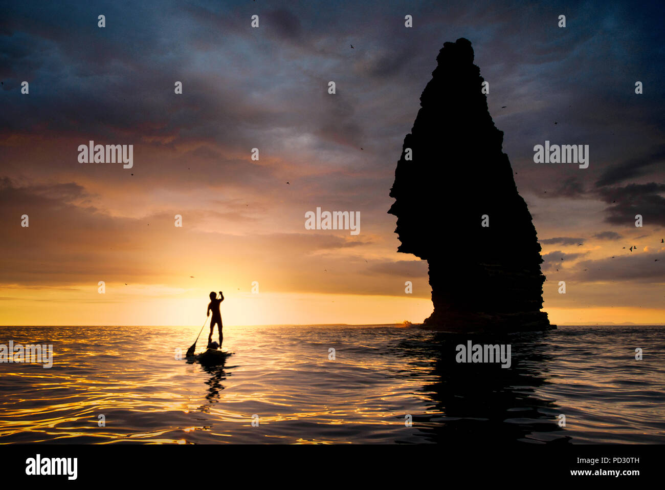 Paddle boarder sull'acqua al tramonto, accanto a mare stack, scogliere di Moher, Doolin, Clare, Irlanda Foto Stock