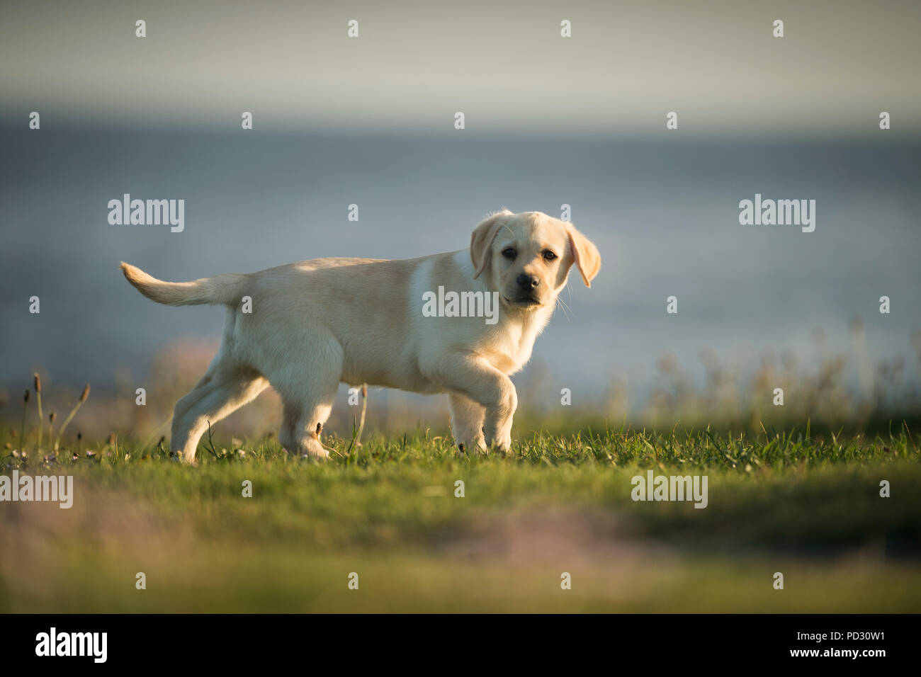 Il Labrador cucciolo, all'aperto, Doolin, Clare, Irlanda Foto Stock