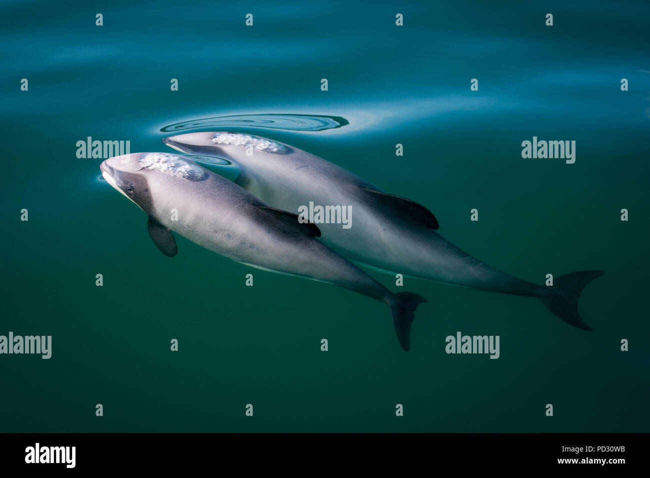 Due hector's delfini (Cephalorhynchus hectori), la rottura di superficie di acqua, Kaikoura, Gisborne, Nuova Zelanda Foto Stock