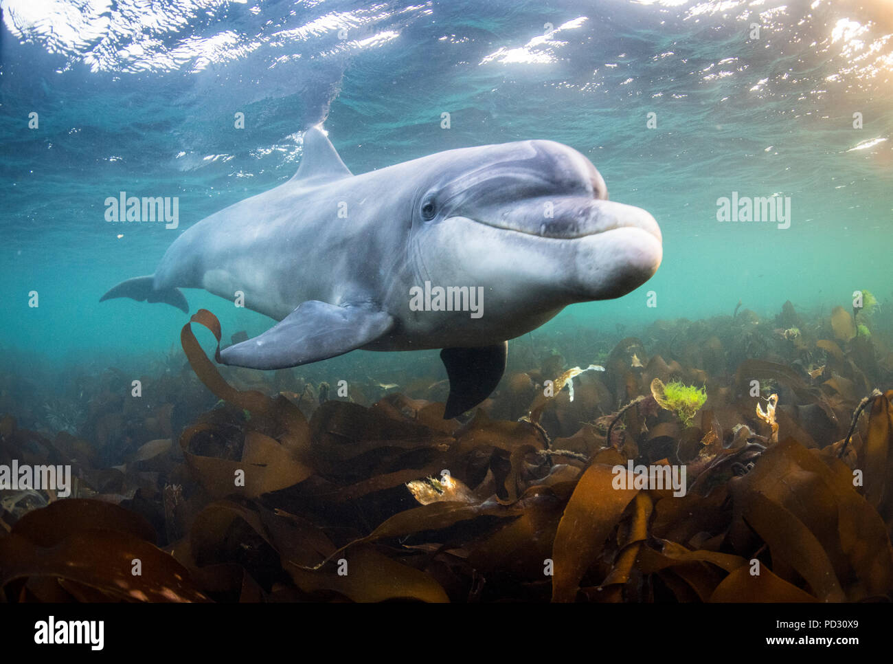 Il tursiope o delfino maggiore (Tursiops truncatus), nuoto subacqueo, Doolin, Clare, Irlanda Foto Stock