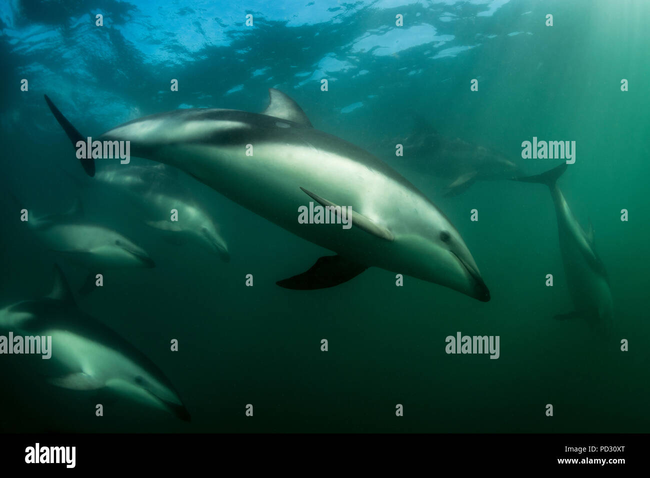 Dusky delfini (Lagenorhynchus obscurus), nuoto subacqueo, Kaikoura, Gisborne, Nuova Zelanda Foto Stock
