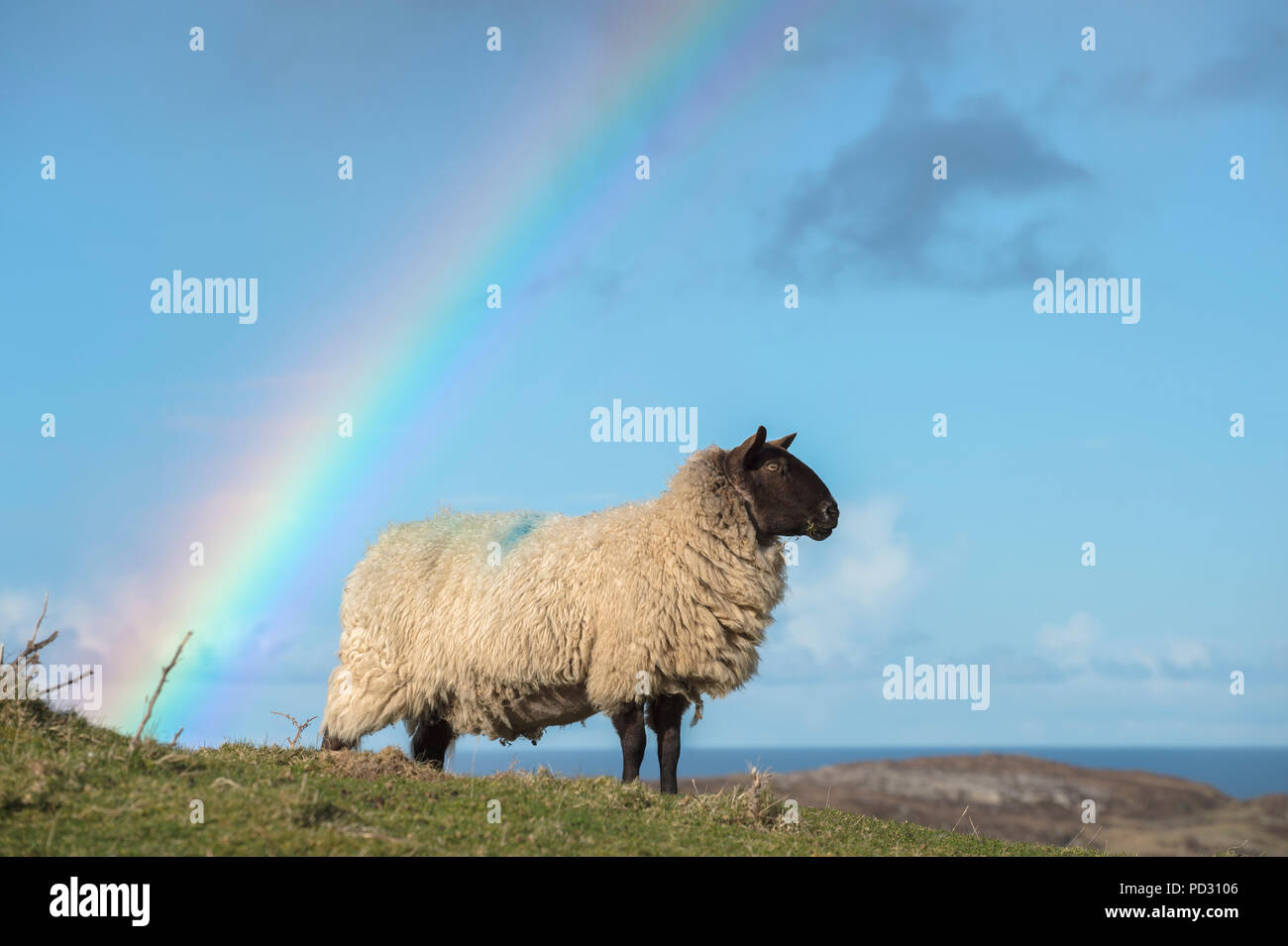 Pecora in piedi su una collina, rainbow in background, Dingle, Kerry, Irlanda Foto Stock